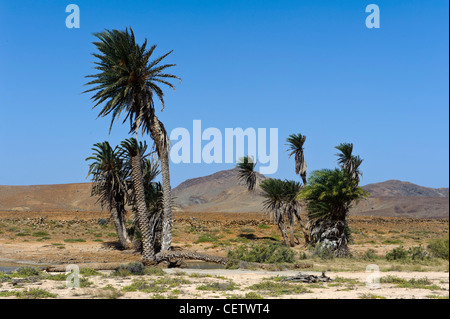 Valley of Rio Norte, Cape Verde Islands Tal des Rio Norte, Boa Vista, Kapverden, Afrika Stock Photo