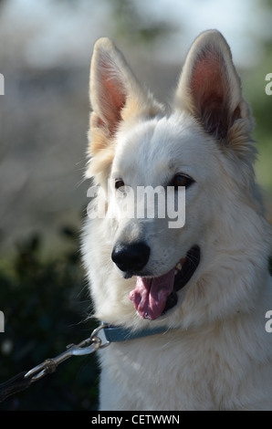 White Swiss Shepherd Dog (Berger Blanc Suisse) Stock Photo