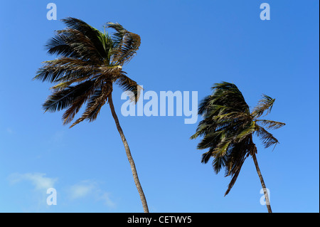 Valley of Rio Norte, Cape Verde Islands Tal des Rio Norte, Boa Vista, Kapverden, Afrika Stock Photo