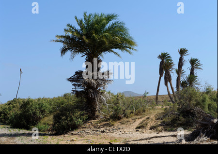 Valley of Rio Norte, Cape Verde Islands Tal des Rio Norte, Boa Vista, Kapverden, Afrika Stock Photo