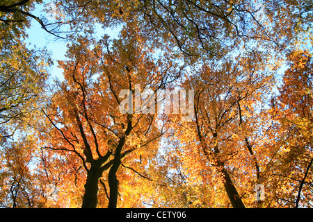 Beechwoods Cambridge, beech tree canopy in autumn, bright autumnal colours Stock Photo