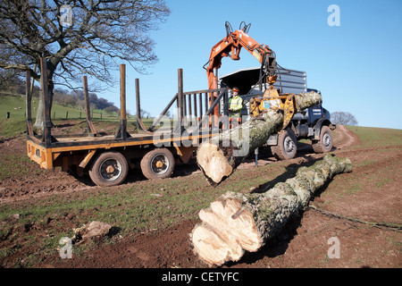 Farmer in South Wales UK, loading up a flatbed with trees that were toppled in a storm using a mechanical grabber. Stock Photo