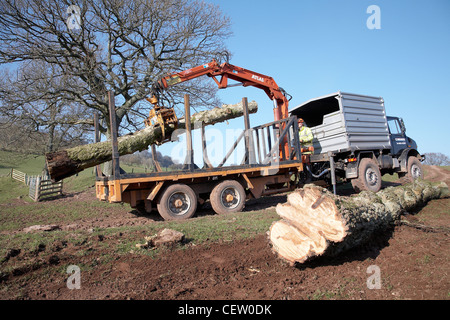 Farmer in South Wales, loading up a flatbed with trees that were toppled in a storm using a mechanical grabber. Stock Photo