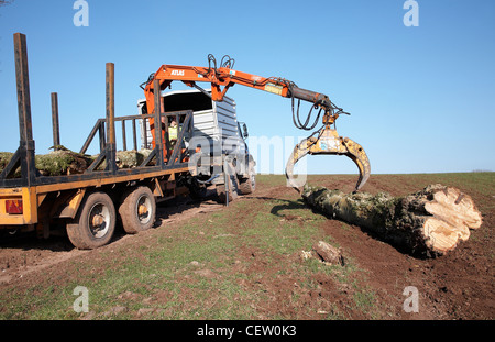 Farmer in South Wales, loading up a flatbed with trees that were toppled in a storm using a mechanical grabber. Stock Photo