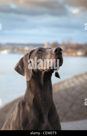 Weimaraner  Pedigree Dog-portrait Stock Photo