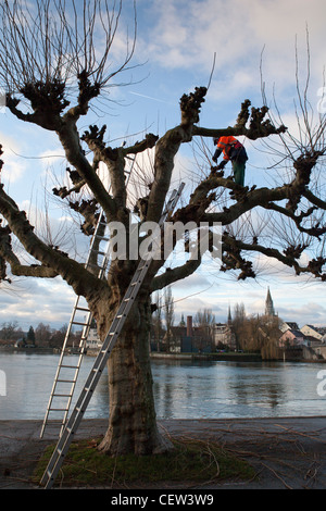 Maintenance worker,clipping the branches of a tree on Seestrasse,Lake Constance,Konstanz,Baden-Württemberg,Germany Stock Photo