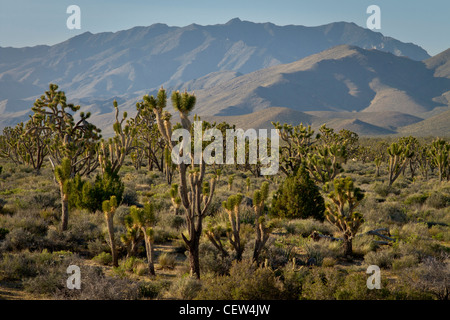 Joshua tree forest in Mojave National Preserve, California Stock Photo