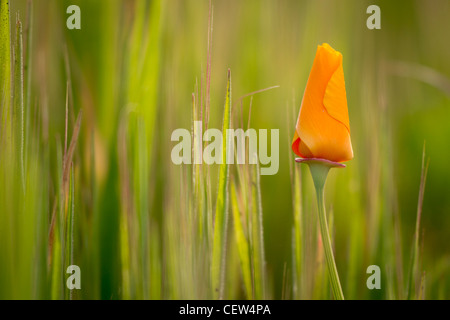 California poppy in grass, near Paso Robles, California Stock Photo