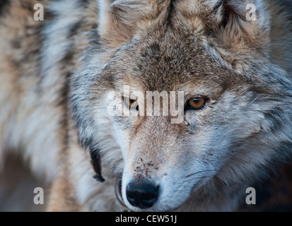 portrait of a wild wolf (canis lupis) in the Altai Region of Bayan-Ölgii in Western Mongolia Stock Photo