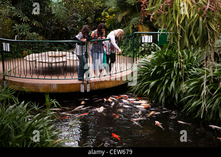 UK, Wales, Swansea, Plantasia indoor tropical garden, visitors feeding koi carp Stock Photo