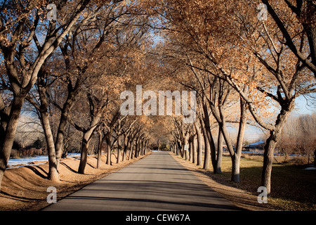 Tree lined road with shadows cast on pavement Stock Photo