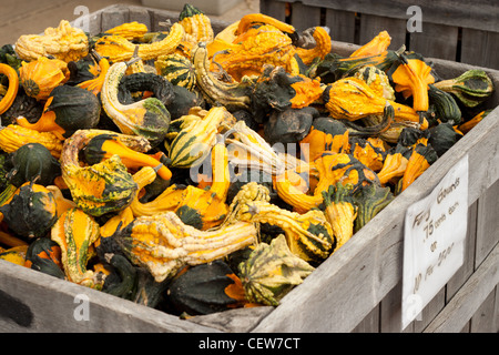 Various gourds in a wooden market bin Stock Photo