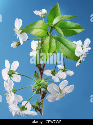 Three cherry flowers on a blue background. Stock Photo