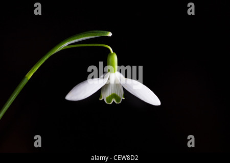 Galanthus nivalis. Single snowdrop against a black background. Stock Photo