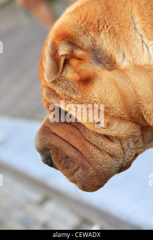 Head of a wrinkled young golden Neapolitan Mastiff dog Stock Photo