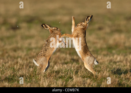 Pair of Brown Hares (Lepus europaeus) boxing with fur flying, Norfolk, England Stock Photo