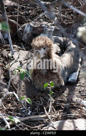 Baby albatross sitting in a nest in the Galapagos Islands Stock Photo