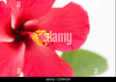 Hibiscus Rosa Sinensis. Red Hibiscus flower on white background Stock Photo