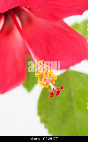 Hibiscus Rosa Sinensis. Red Hibiscus flower on white background Stock Photo