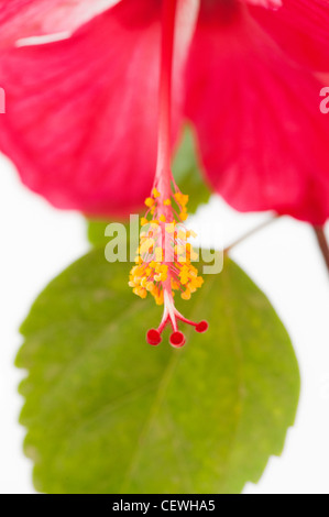 Hibiscus Rosa Sinensis. Red Hibiscus flower on white background Stock Photo
