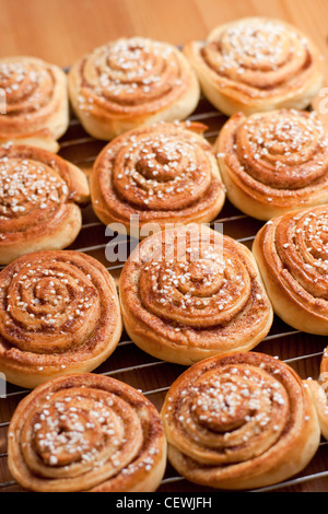 Newly baked cinnamon buns Stock Photo