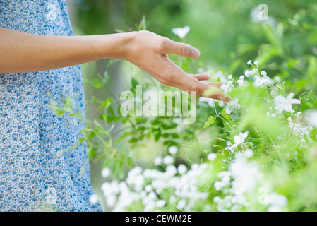 Woman's hand touching wildflowers, mid section Stock Photo