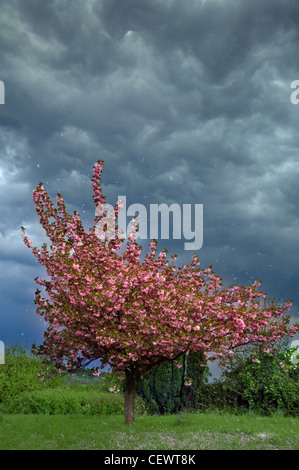 A gathering storm blows the blossom from an ornamental cherry tree.
