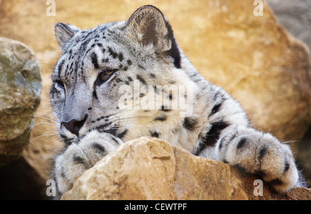 A snow leopard (Panthera uncia or Uncia uncia) Stock Photo