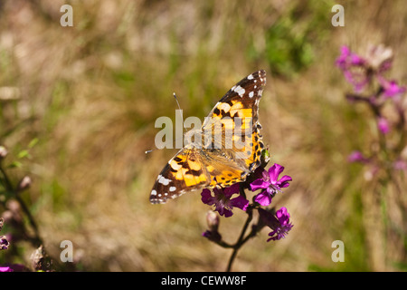 Detailansicht eines Distelfalters | Detail photo of a Painted Lady Stock Photo