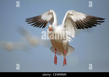 Snow goose landing. Bosque del Apache, New Mexico USA Stock Photo