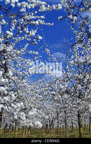 Fruit trees in blossom at Glewstone. Herefordshire currently makes around half of the cider and perry consumed in the UK. Stock Photo