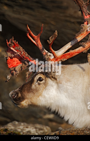 Reindeer with bloody antlers, September, Svalbard, Norway