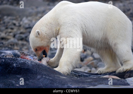 Polar bear feeding on dead sperm whale, Svalbard Stock Photo
