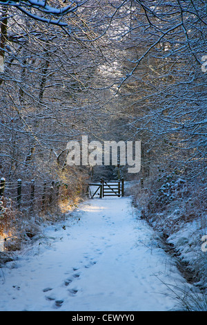 Footprints on a snow covered path leading to a gate in the Royal Forest of Dean. Stock Photo