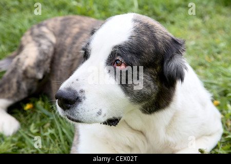 Beautiful alabai central Asian shepherd dog against a green grass Stock Photo