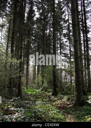 Woodland path leading through a forest in Scotland. Stock Photo