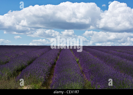 Rows of lavendar at Snowshill Lavender Farm. Stock Photo