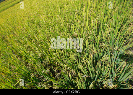 Ripe rice field and sky background at sunset time with sun rays Stock ...