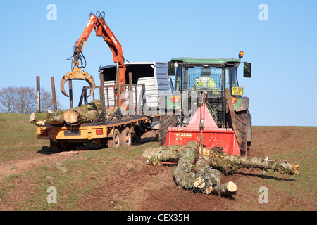 Farmer in South Wales UK, loading up a flatbed with trees that were toppled in a storm using a mechanical grabber. Stock Photo