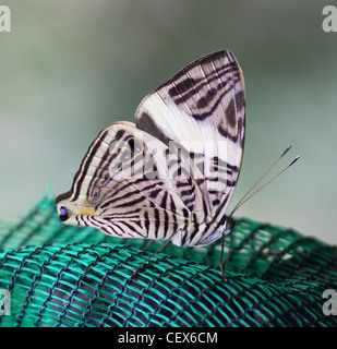 butterfly The Dirce Beauty, also known as the Mosaic or Zebra Mosaic, (Colobura dirce) Costa Rica Central America Stock Photo