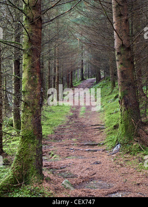 Trail in the Coed y Brenin forest park, home to some of the finest mountain biking in the UK. Stock Photo