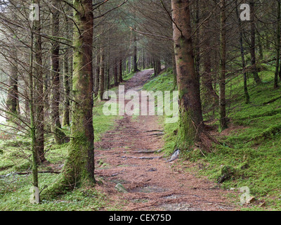 Trail in the Coed y Brenin forest park, home to some of the finest mountain biking in the UK. Stock Photo