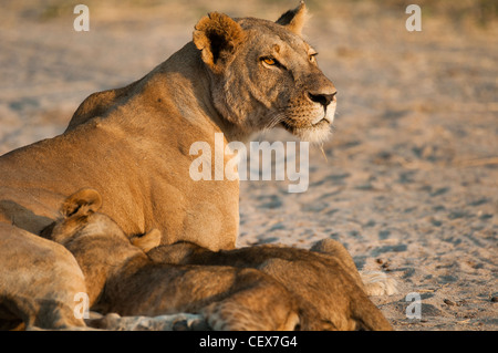Lion's cubs suckling Panthera leo  Ruaha national park  Tanzania Stock Photo