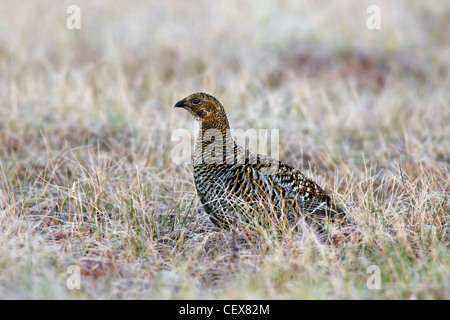 Black grouse (Lyrurus tetrix / Tetrao tetrix) female in grassland Stock Photo