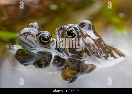 Amplexus of European Common Brown Frogs (Rana temporaria) in breeding pond, Germany Stock Photo