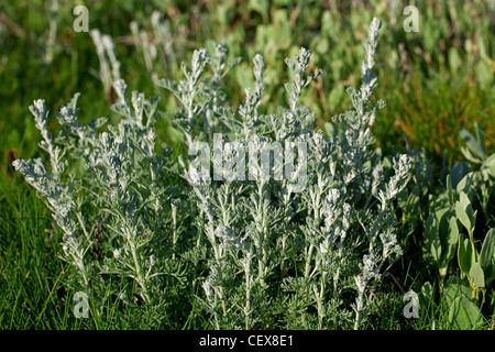 Sea wormwood (Artemisia maritima / Seriphidium maritimum), Wadden Sea, Germany Stock Photo