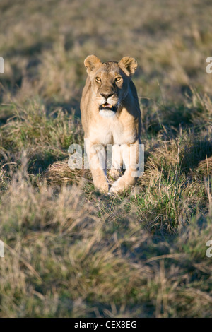 Female African Lion Panthera leo, walking. Masai Mara, Kenya, Spring. Stock Photo