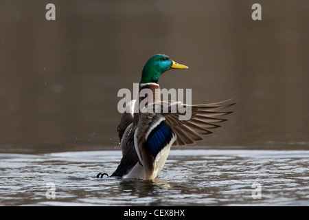 Mallard / Wild Duck (Anas platyrhynchos) drake flapping its wings on lake Stock Photo