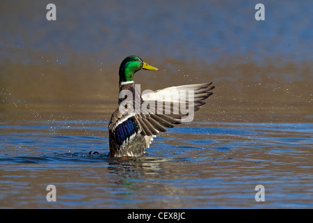 Mallard / Wild Duck (Anas platyrhynchos) drake flapping its wings on lake Stock Photo