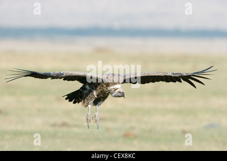 Ruppell's Griffon Vulture, Gyps rueppellii, in flight coming into land. Masai Mara, Kenya. Stock Photo